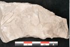Foto (Detailansicht) von Trigonocarpus sp.  (NHMW-GEO-2024-0188-11151)